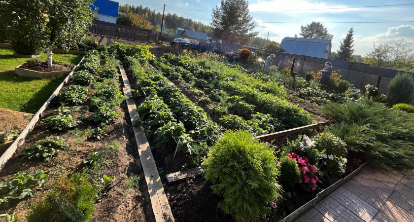 Ботву на даче никогда не жгу, а закапываю: этот совет дедушки сделал землю жирной и плодородной за три сезона