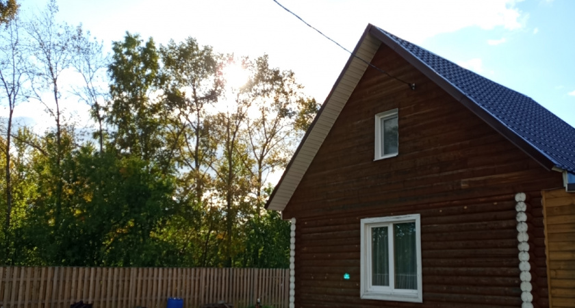 Это дерево «выпьет» вашу выгребную яму за три глотка: посадил и забыл про откачку навсегда