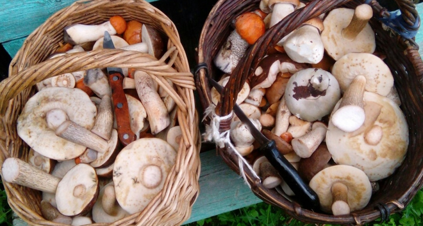 Не только опята и лисички: грибник-энтузиаст собрал 52 вида грибов - сколько вы знаете