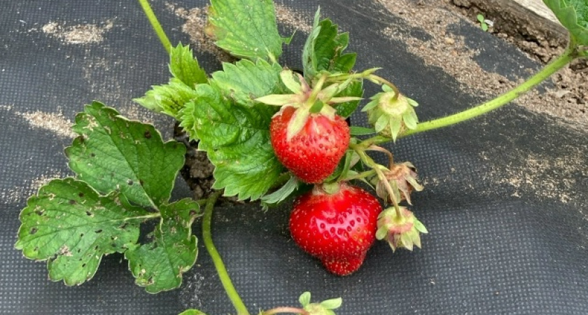 Готовлю садовую клубнику к зиме за 3 простых шага. Соседка повторила и собрала в 2 раза больше ягод