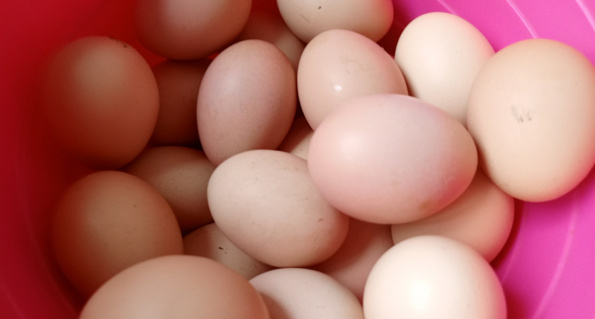 Две стороны скорлупы: как одно и то же яйцо может стать и цыплёнком, и завтраком