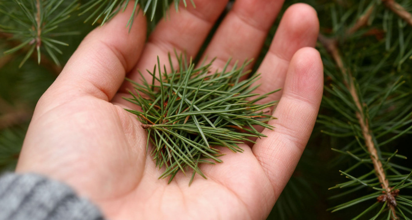 У нас мусор - у них на вес золота: зачем Китай вывозит из России сосновые иголки