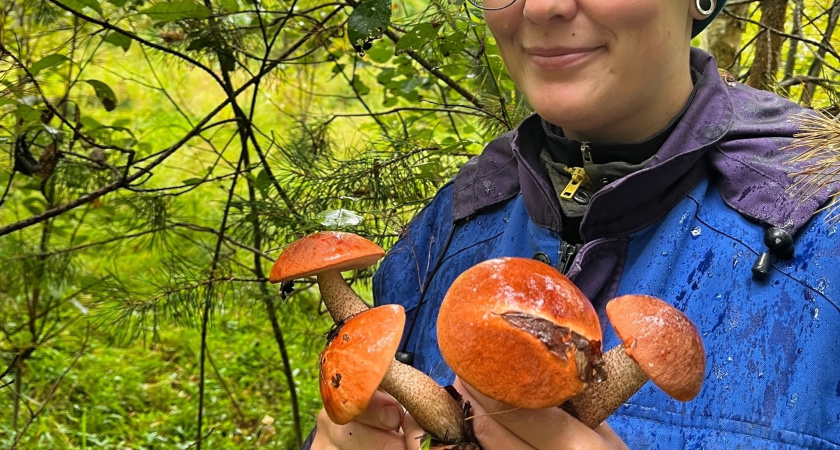 Не выбрасывайте червивые грибы: есть хитрость, как за 5 минут вернуть их к жизни