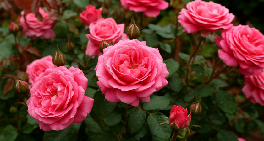 Укрытие роз воздушно-сухим способом: почему традиционные методы не спасают от зимних потерь