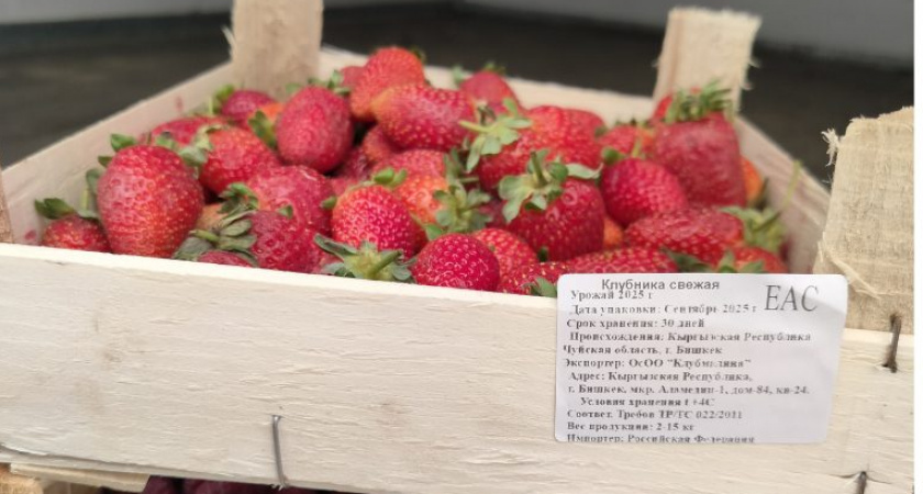 В Кировской области стало в девять раз больше кыргызских ягод