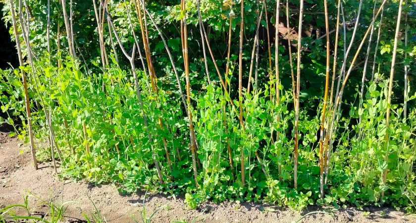 Соседи крутили у виска, когда я вкапывала 3000 прутиков: через три года вся округа завидовала моему живому забору