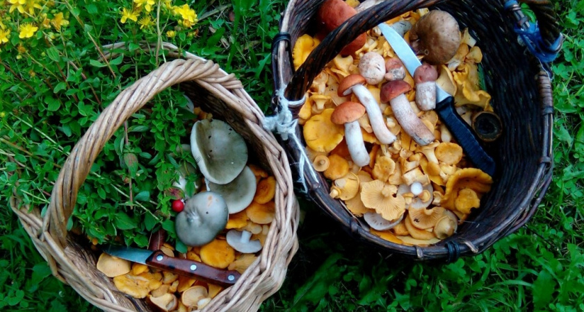 Родственник рыжика - плотный, сладкий и мясистый: грибники его не собирают, а зря!