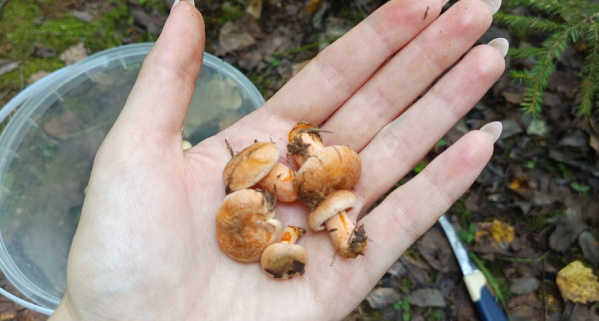 Не варите опята сразу: главная ошибка, из-за которой на зубах хрустит песок - правильный алгоритм от замачивания до варки