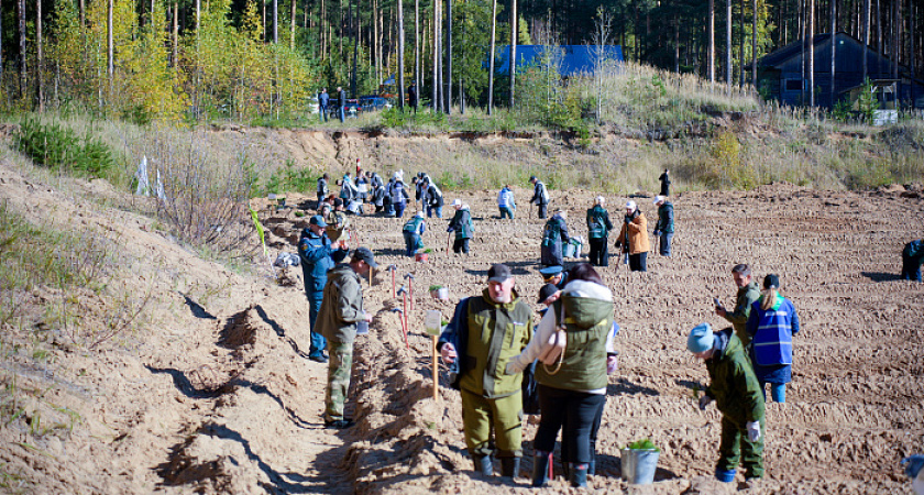 В Слободском районе посадили 7 500 сосновых сеянцев