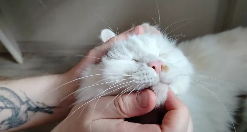 Чем из человеческой еды можно угощать кошку: безопасные продукты без риска для здоровья