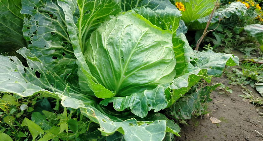 Секрет капусты, которая лежит до лета: первый закон хранения и 2 фишки обрезки, о которых мало кто знает