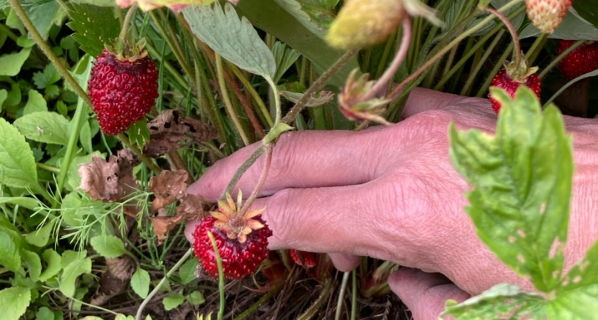 Агроном открыл забытый способ: почему я теперь всегда поливаю клубнику дрожжами осенью