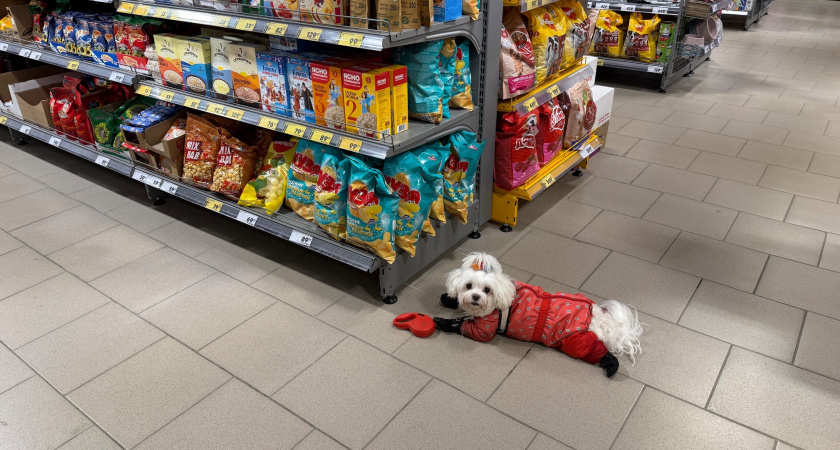 Не пахнут псиной и не грызут мебель: идеальные породы собак для городской квартиры