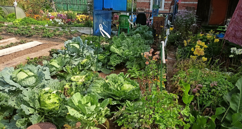 Агроном назвал 3 главные ошибки дачников. Исправьте — и получите чернозём за год