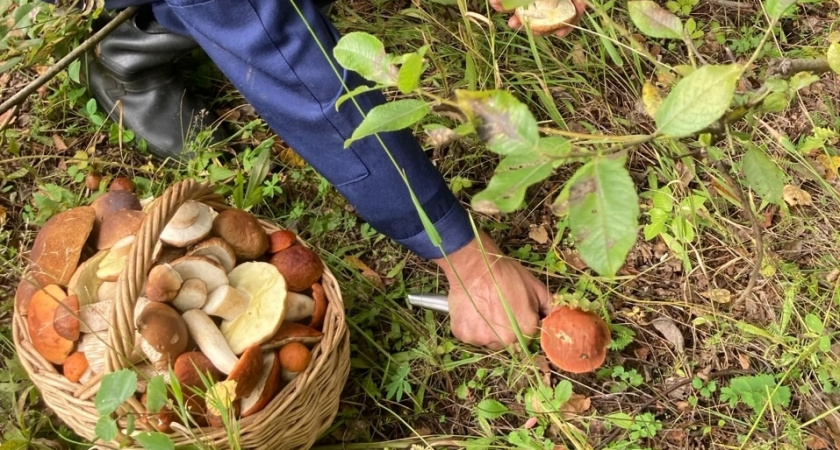 Гриб валуй берёт не каждый грибник: почему так и стоит ли их собирать