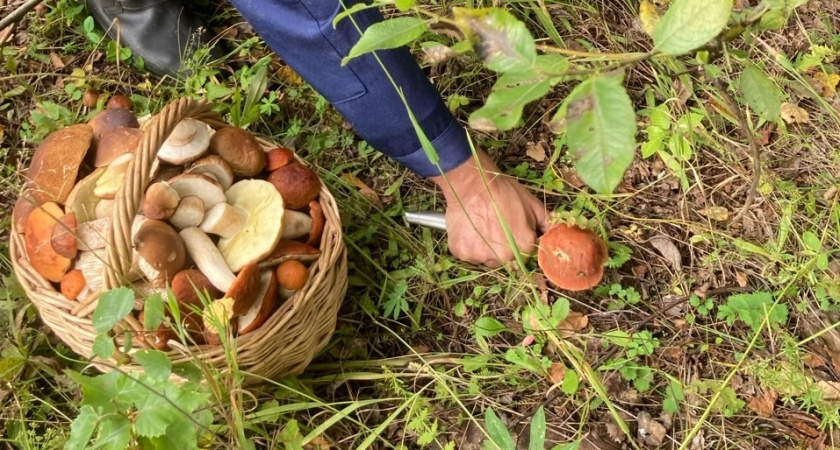 У нас в лесу завёлся необычный гриб: во Франции считается одним из самых дорогих и вкусных