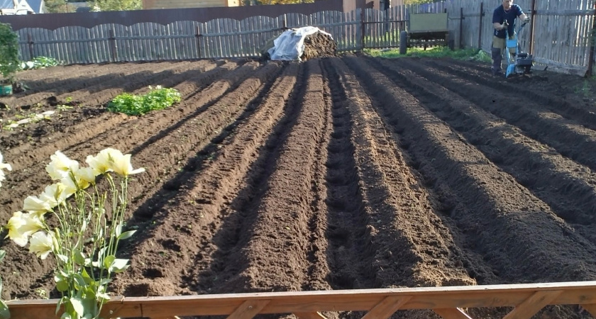Перестаньте перекапывать огород осенью: есть способ в 3 раза проще - земля станет мягкой как пух