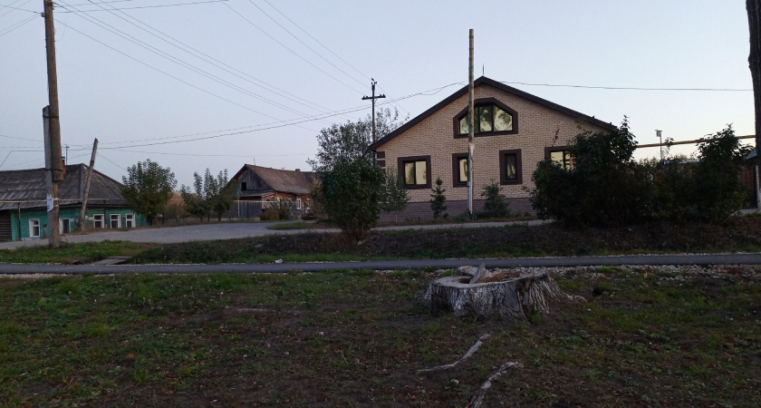 Это дерево «выпьет» вашу выгребную яму за три глотка: посадил и забыл про откачку навсегда