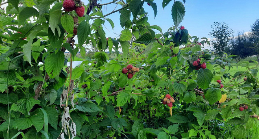 В Малмыжском районе начали выращивать на малину и смородину