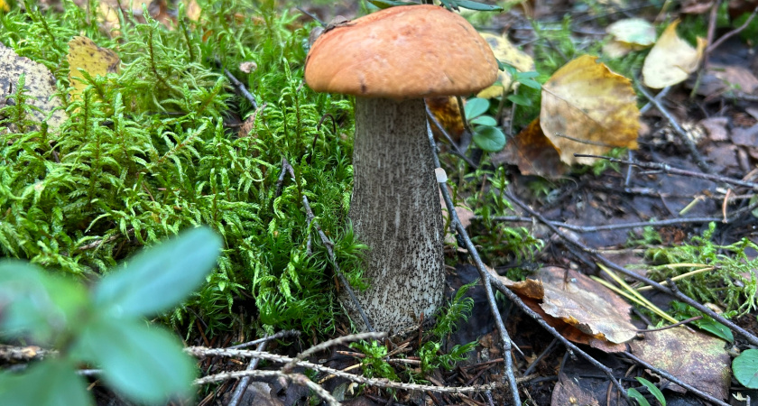 Грибной урожай октября: какие виды можно собирать в России в начале осени