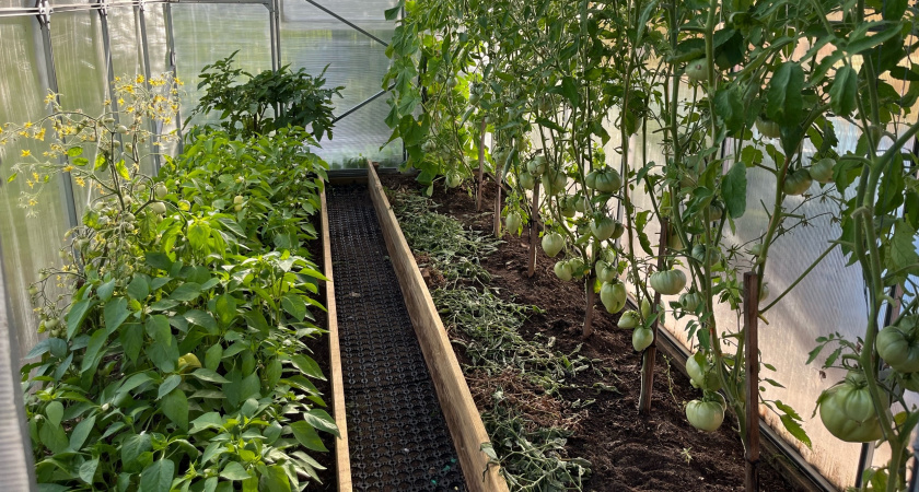 Копеечный порошок рассыпаю осенью на весь участок - томаты, перцы и картошка прут как на дрожжах 