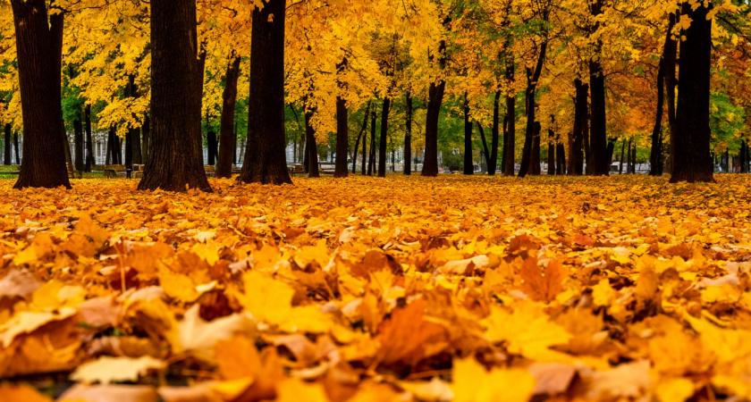 Нужно ли убирать опавшую листву осенью: когда она помогает, а когда вредит