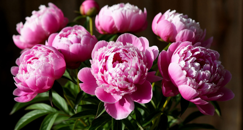 Пионы не прощают промедления: что важно сделать до первых морозов