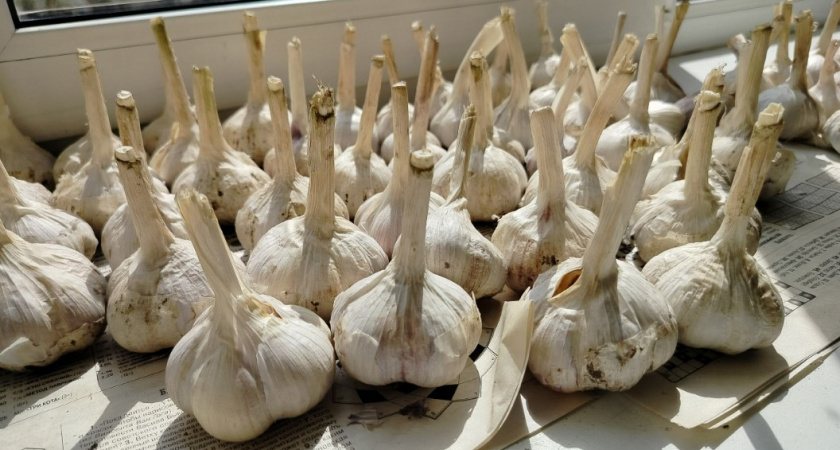 3 главные ошибки при осенней посадке чеснока - их делают 99% огородников. Запомните инструкцию раз и навсегда