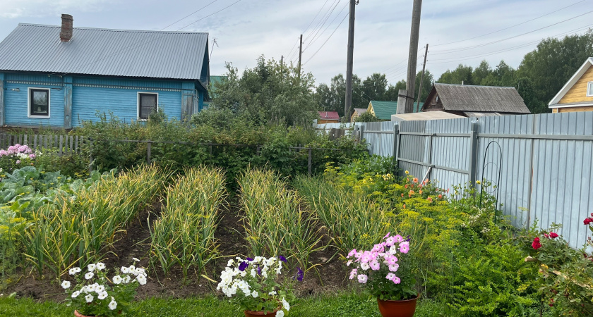 От этой смеси сгнивают даже доски: лью осенью по 3 ведра в компост — и весной у меня готовый чернозем