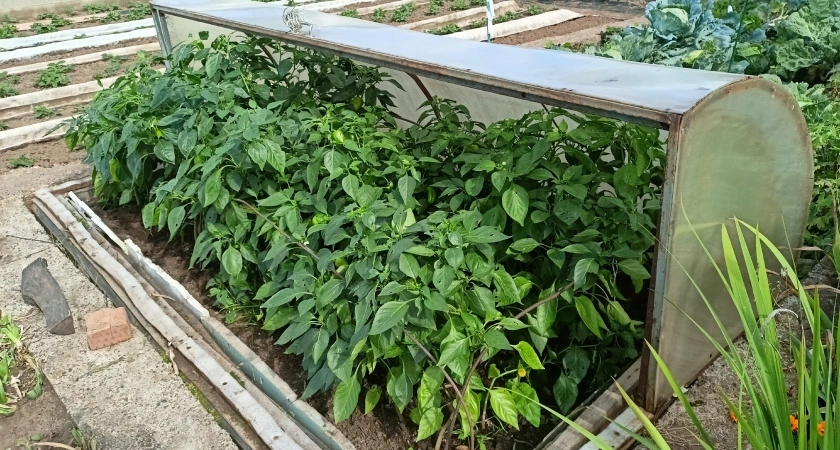 Соседи смеются, пока я избавляюсь от муравьев за 27 рублей. Мой огород чистый уже 5 лет, а их — в дырах от вредителей