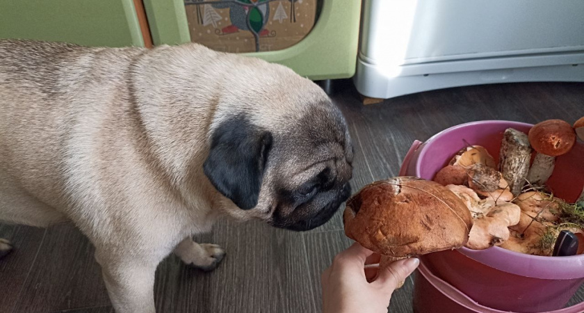 Грибы собирали неправильно с детства: червивые тоже берите – их легко очистить этим способом