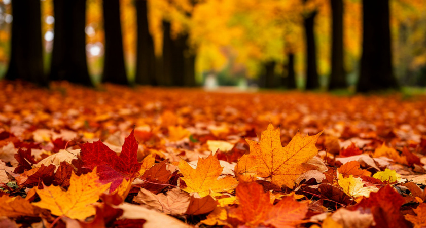 Осенние листья как ресурс: три способа превратить опад в удобрение без сжигания и затрат