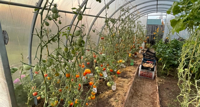 Осенняя подготовка теплицы: пять ошибок, которые убивают урожай на год вперёд