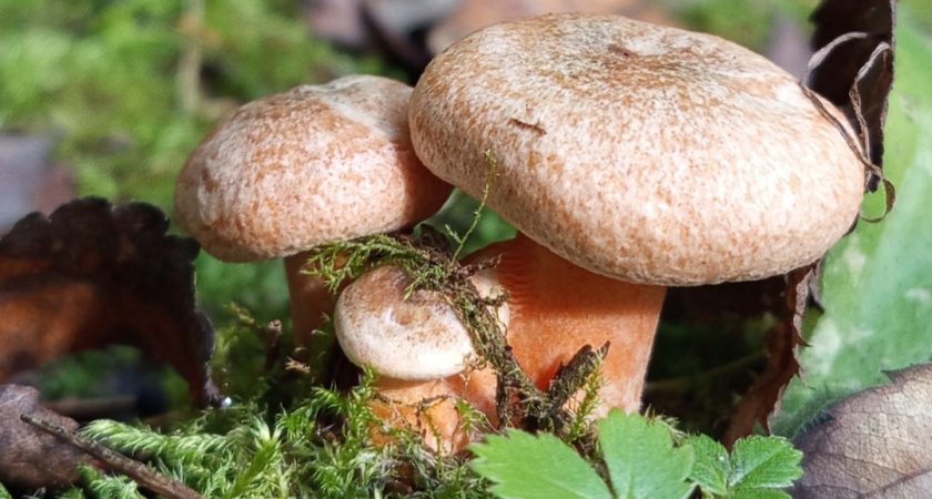 Это знают только бывалые: простое правило, которое приведет вас к грибным местам в любом лесу