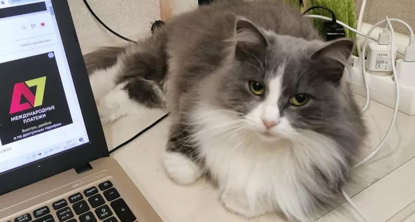 5 ключей к счастью вашей кошки: как сделать жизнь в квартире радостной и насыщенной