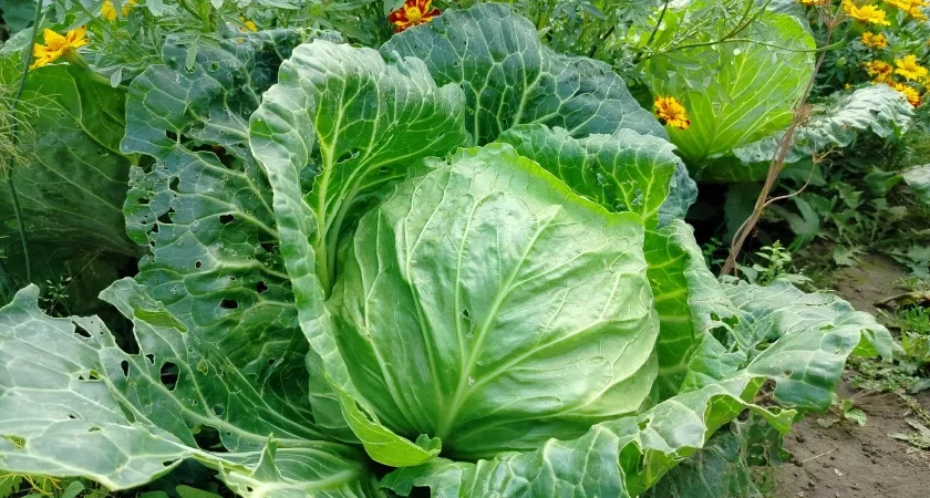 Капусту храню до лета в секретном месте: это не погреб и не холодильник