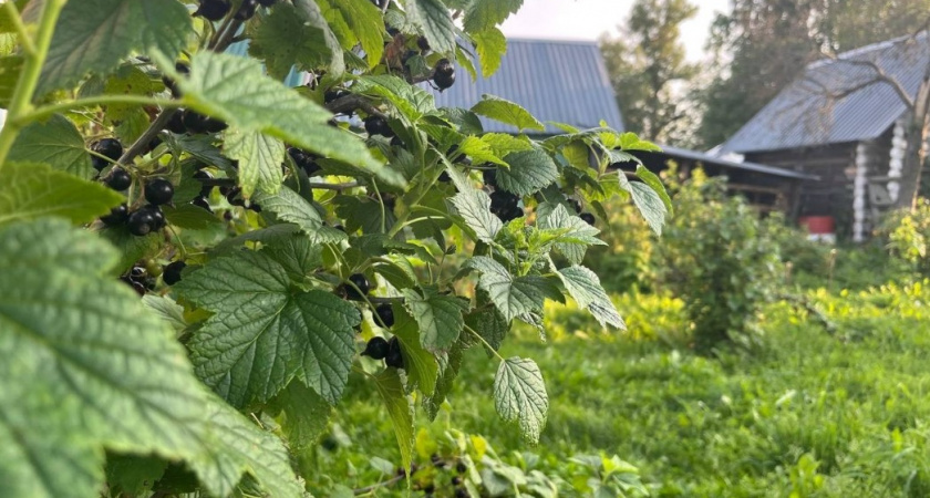Посадила 2 года назад хрен - и сейчас бед не знаю: настоящий помощник любому огороднику