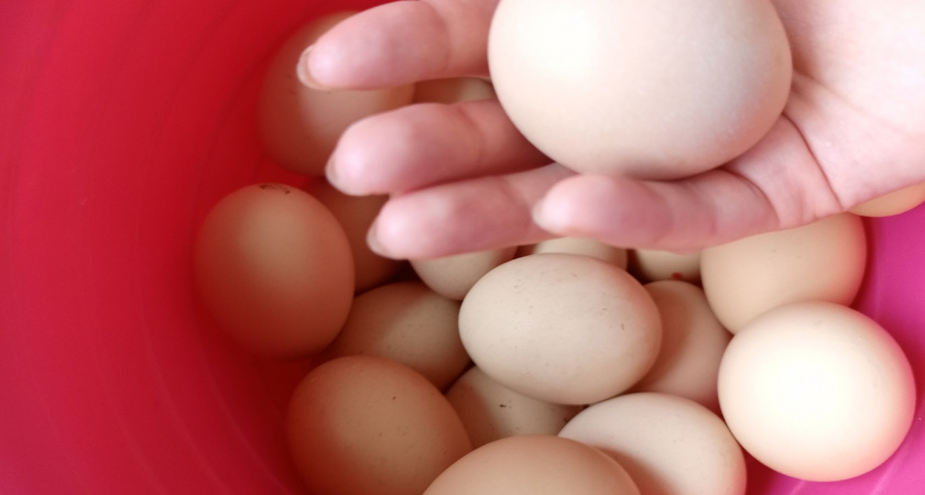 Почему из магазинных яиц не вылупляются цыплята: развенчание мифов о куриной «менструации»