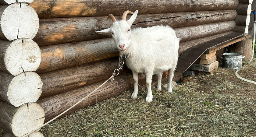Жительница Оричевского района неправильно содержит рогатый скот