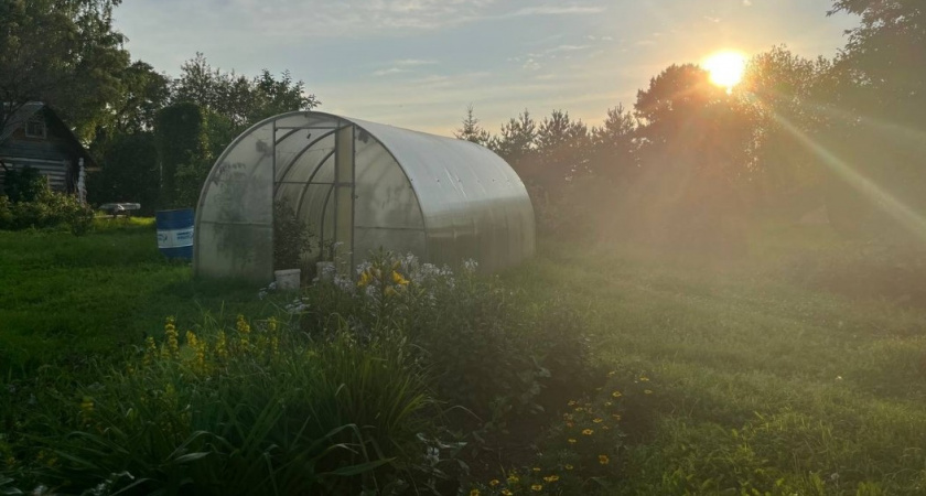 Не сидераты: 1 действие в теплице осенью - и урожая в 10 раз больше: так делают все опытные огородники