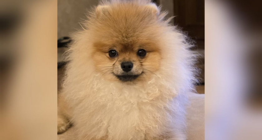 "Шпиц съел подозрительный корм на улице и через 2 часа умер": чепчане уверены, что в городе появились догхантеры