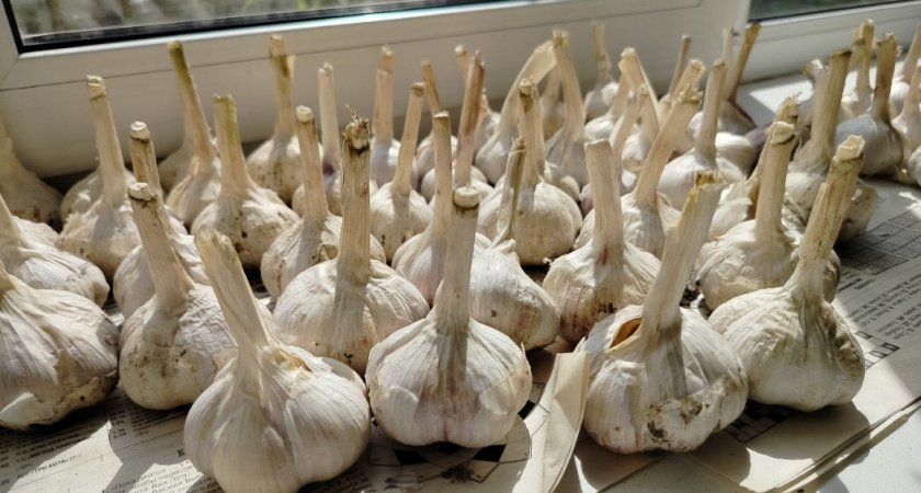 Не купорос и не химия: проливаю озимый чеснок в октябре - весной взошли все зубчики до единого: делюсь лайфхаком