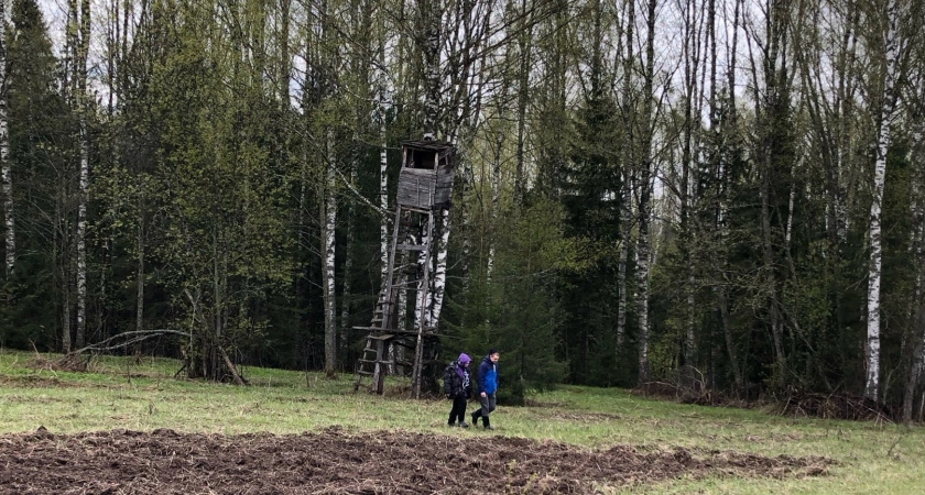 Кировская область экспортировала 5 тысяч кубометров березовой фанеры в ОАЭ