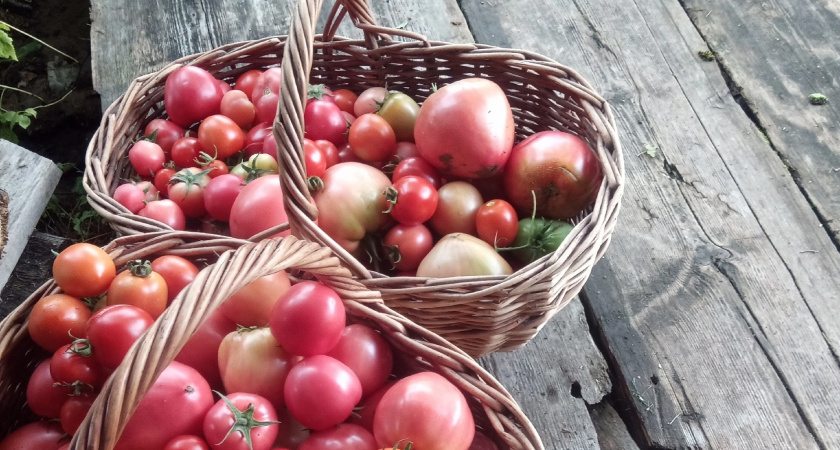 «Черничный щербет» - один из самых сладких и мясистых томатов, которые я выращивала. Необычный, ягодный вкус нравится абсолютно всем