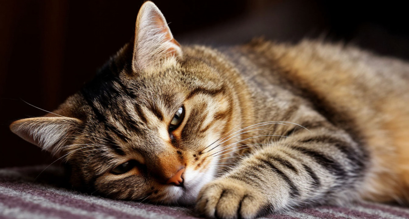 Как понять, что кот терпит боль? 8 признаков, которые он тщательно скрывает