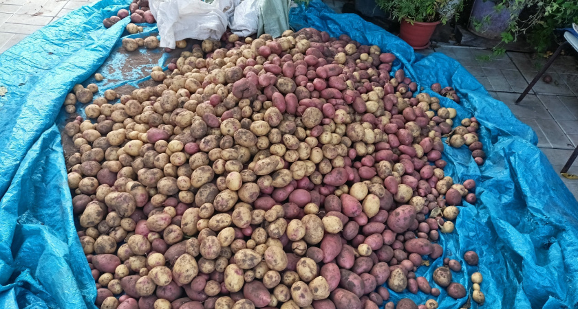 Не прорастёт даже в самом мокром погребе: кладу 1 веточку в ящики с картошкой — ни единого ростка до марта