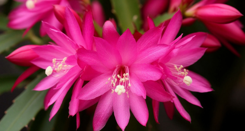 Если декабрист отказывается цвести — киньте 1 горсть в кипяток и розовые бутоны полезут «взахлеб»