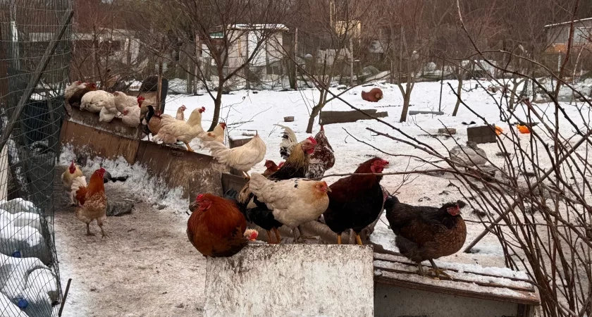 Включила осенью свет в курятнике особым образом — яйценоскость несушек сократилась в 2 раза: запомните, что нельзя делать