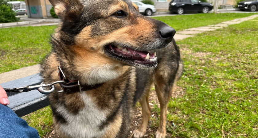 Почему собака ложится на хозяина: между привязанностью, инстинктами и тревогой