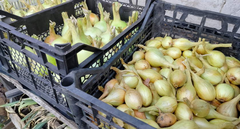 Три ошибки, из-за которых весь озимый лук сгнил прямо под снегом: не повторяйте мой «осенний эксперимент»